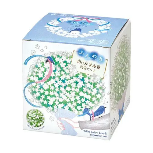 [4528757041474] White Baby’s Breath (Gypsophila) Cultivation Set